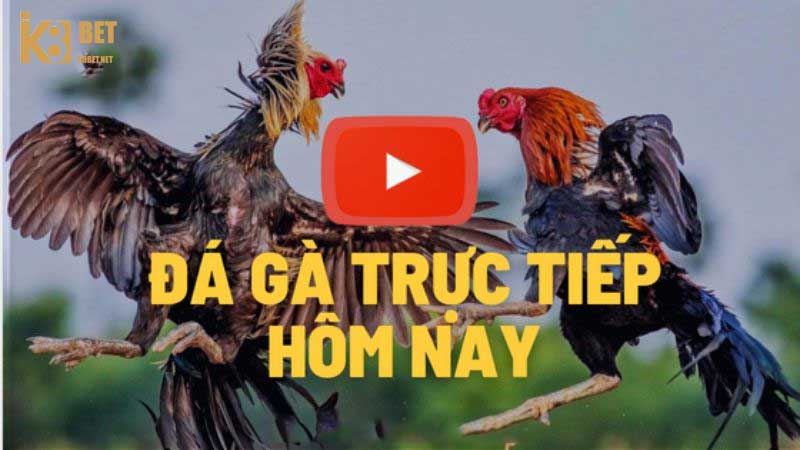 Cách chơi đá gà trực tuyến