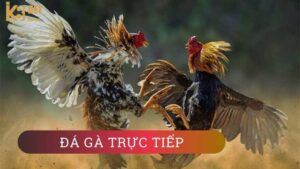 Trang đá gà trực tiếp