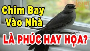 Chim bay vào nhà có ý nghĩa gì